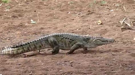 Crocodile Walk Ranthambhore By Vipultiger2001 Youtube