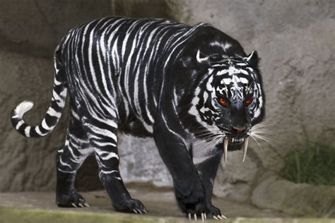 The Extremely Rare Black Tiger Rpics