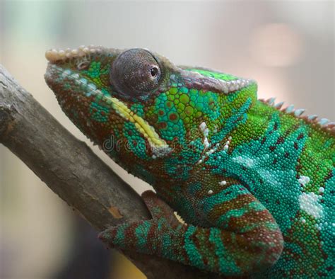 Chameleon Closeup Stock Image Image Of Exotic Changing 43240999