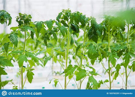 Rows Of Tomato Plants Growing Inside Big Industrial Greenhouse Stock