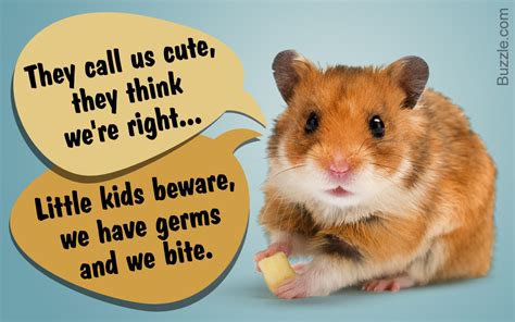 Reasons Why Hamsters Arent The Best Pets For Children Or