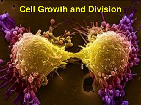 Ppt Cell Growth And Division Powerpoint Presentation Free Download