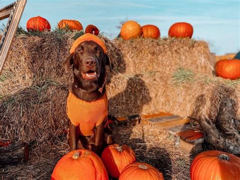 15 Pics That Prove Labrador Dogs Always Win At Halloween The Dogman