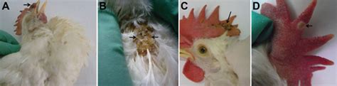Figure 2 Highly Pathogenic Fowlpox Virus In Cutaneously Infected