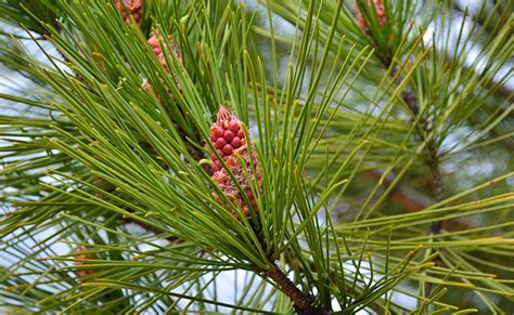 Pin Maritime Pinus Pinaster Ou Pin Des Landes Plantation Culture Free