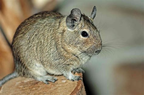 Types of Exotic Pets