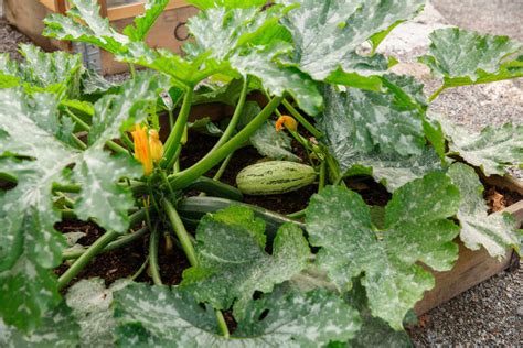 Growing Squash In Containers And Pots Kellogg Garden Organics
