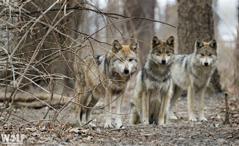 Three Endangered Mexican Gray Wolves Found Dead in Arizona | Wolf ...