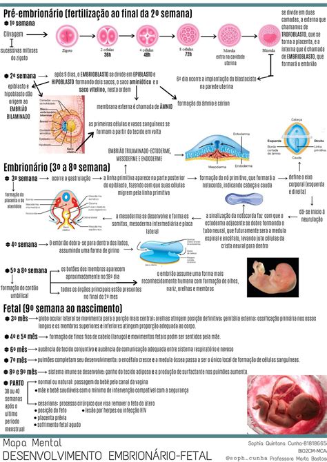 Mapa Mental Desenvolvimento Embrionário Fetal Embriologia