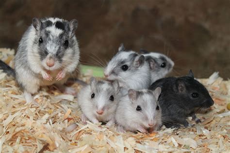 Mongolische wüstenrennmäuse (meriones unguiculatus), umgangssprachlich auch „gerbils alleinfuttermischungen für mongolische rennmäuse, z. Über die Rennmaus - Steckbrief - clanofblackforests Webseite!
