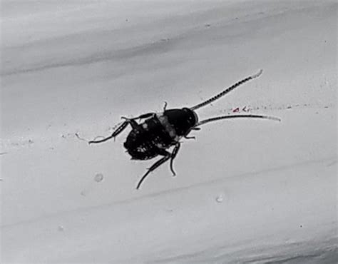 Identifying A Small Black Bug Found Inside Thriftyfun
