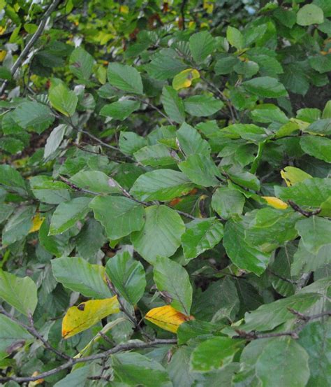 Fagus Grandifolia American Beech Van Den Berk Nurseries