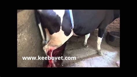 Vet Helps With Abscess In Cattle With Iv Anesthesia With Surgery Youtube