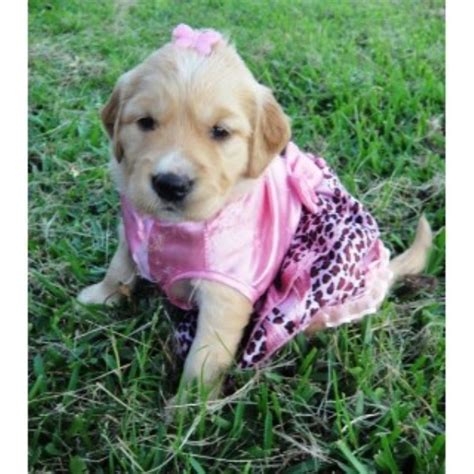 Tweedmouth, like many others during the time, was interested in breeding different types of dogs, with the goal of perfecting. Puppies in Louisiana, Golden Retriever Breeder in Amite ...