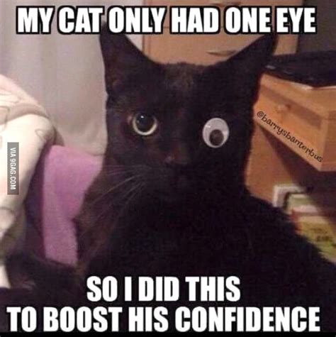 I Have A Cat With One Eye Before You Judge Funny Cat Memes Funny