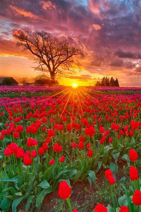 Tulip Field In Oregon Beautiful Nature Beautiful Landscapes Ocean