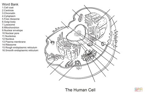 We would like to show you a description here but the site won't allow us. Human Cell Worksheet coloring page from Anatomy category ...