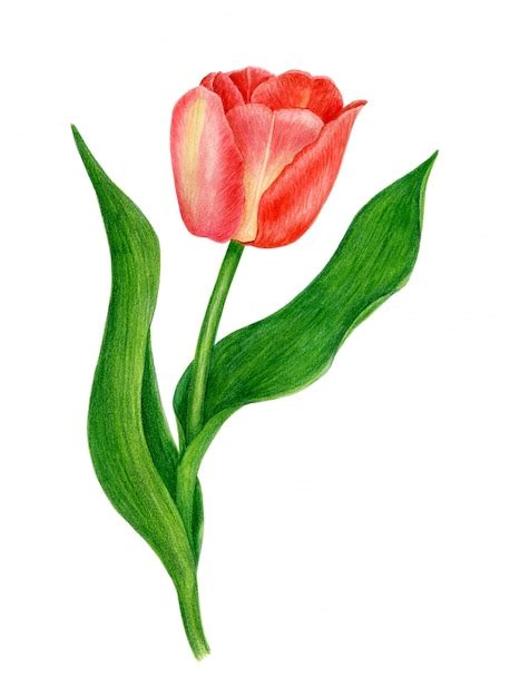 Premium Photo Red Tulip Watercolor Illustration Isolated