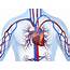 Cardiovascular System Causes Symptoms Treatment