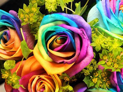 Rainbow Flowers Pack Of Many Rainbows Photo 32177471 Fanpop