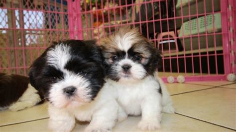 Puppies For Sale Local Breeders Darling Shih Tzu Puppies For Sale