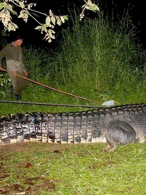 Worlds Largest Crocodile Ever Caught