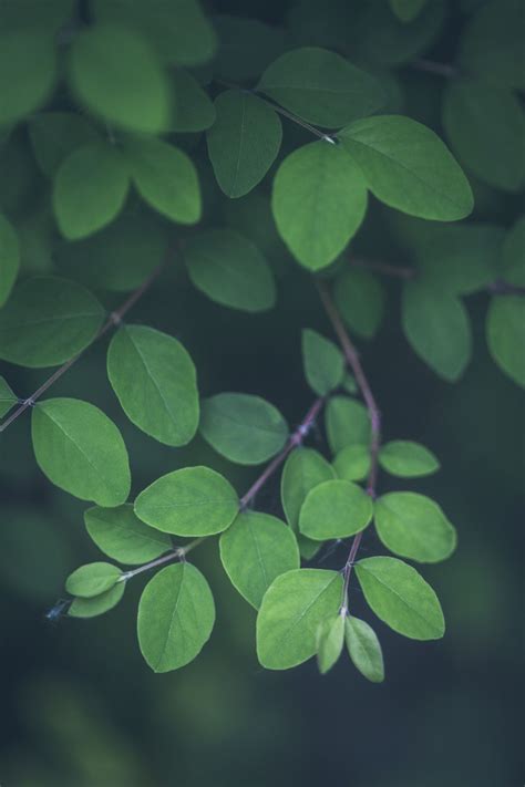 Greenreblooming Dark Green Aesthetic Green Aesthetic Plant Leaves