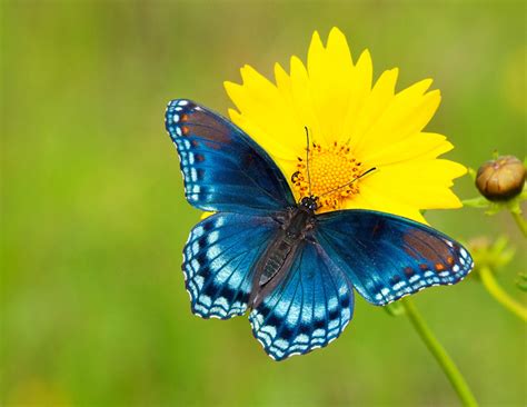 5 Tips For Photographing Butterflies Mnn Mother Nature