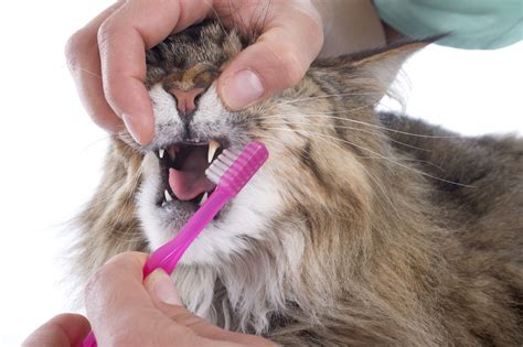 How To Clean And Brush Your Cats Teeth