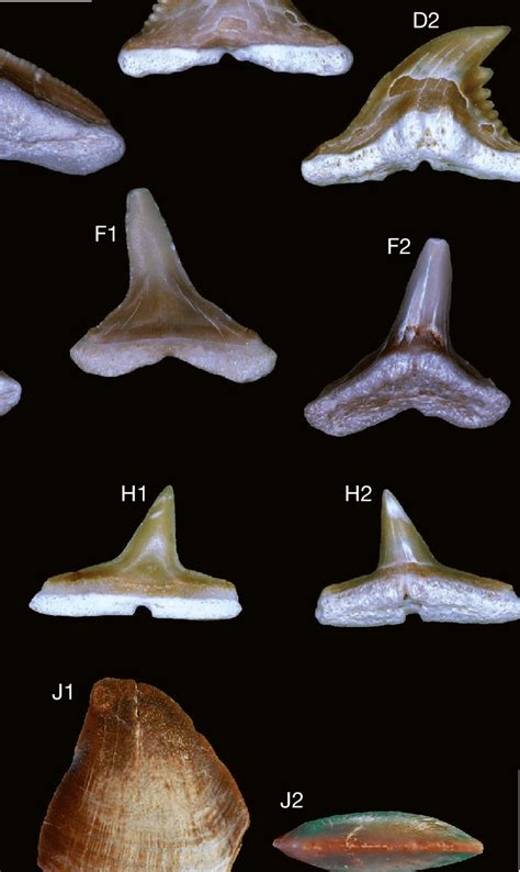 Elasmobranchii From Sabkha Of Gueran Collected Around The Archaeocete