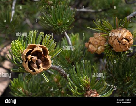 Pinon Bearing Pine Cones On A Pinon Or Pinyon Pine Tree In The