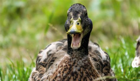 7 Reasons Your Duck Or Duckling Might Be Opening Its Mouth Farmhouse