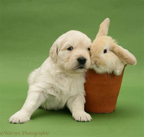 Pets Cute Retriever Puppy With Bunny Rabbit In A Flowerpot Photo Wp38593