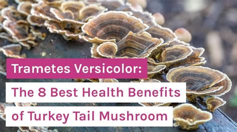 trametes versicolor the 8 best health benefits of turkey tail mushroom