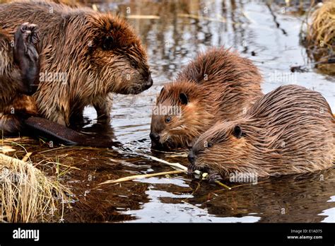 Beaver Mother Baby Hi Res Stock Photography And Images Alamy