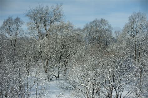 Photo Of Winter Wonderland Free Christmas Images