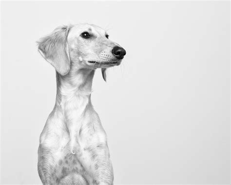 Thame Pet Portrait Photographer Selected As Finalist In Major 2021