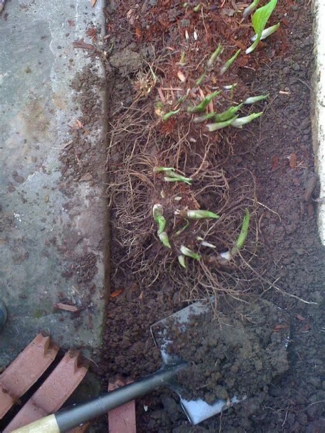 He took one of the best cultivars at the time, 'june', and intentionally doubled the chromosome count. Transplanting Hostas: How To Transplant Hosta Plants