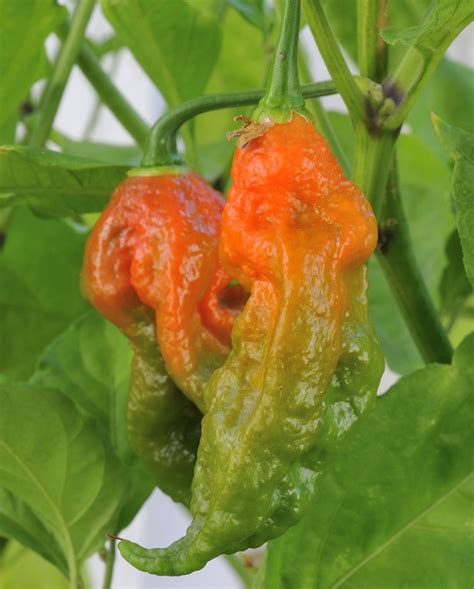 Getting Ripe My Naga Jolokia Ghost Peppers Are Starting Flickr