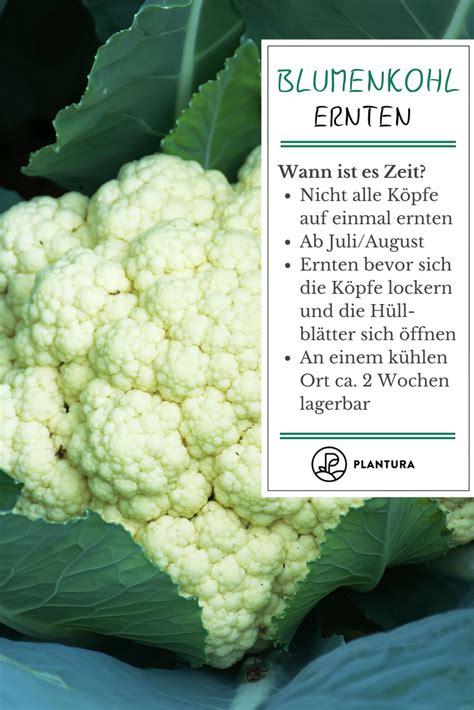 Eine der am häufigsten gestellten fragen ist, wann man blumenkohl schneidet oder wie man blumenkohl erntet. Blumenkohl ernten, einfrieren & lagern | Blumenkohl ...