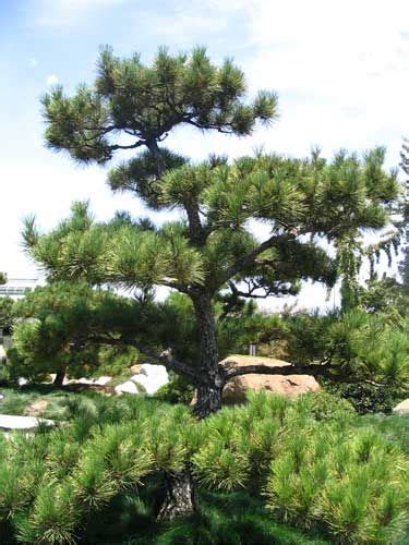 Dwarf Japanese Black Pine A Shorter Tree With Interesting