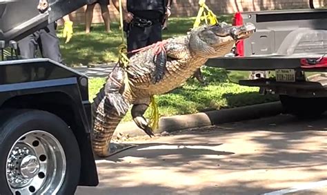 Giant Alligator Caught In Katy On Morning Stroll Looking For Mate