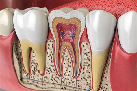 Mengenal Penjelasan Anatomi Gigi Jenis Dan Fungsinya