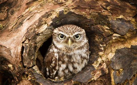Owl In A Tree Hollow Wallpaper Animal Wallpapers 47580