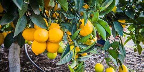 What Is Asian Citrus Psyllid Food Forward