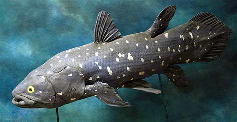 10 Most Unusual Fish In The World An Online Magazine About Style