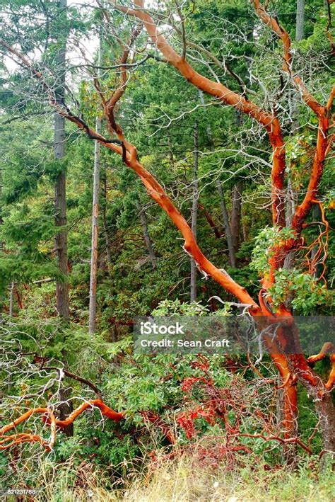 Pacific Madrone Tree Found At Deceptions Pass On Whidbey Island Stock