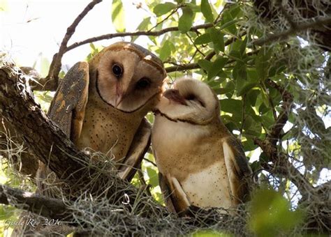 Happy Loving Barn Owls Barn Owl Animals