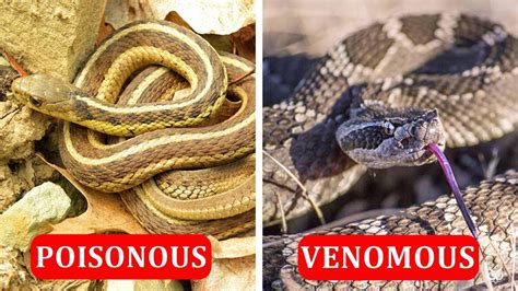 The Difference Between Poisonous And Venomous Snakes YouTube