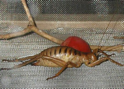 10 Biggest Bugs On Earth Howstuffworks